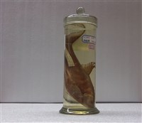 藏品(圓吻鮰)的圖片